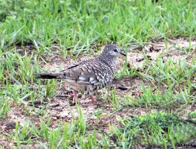 FOGO-APAGOU (Columbina squammata)